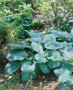 Hosta sieboldiana 11 cm Topf - Größe nach Saison