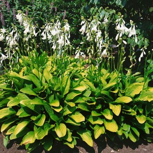 Hosta sieboldiana 11 cm Topf - Größe nach Saison