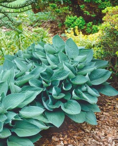 Hosta sieboldiana 11 cm Topf - Größe nach Saison