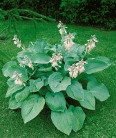 Hosta sieboldiana 11 cm Topf - Größe nach Saison