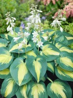 Hosta sieboldiana 11 cm Topf - Größe nach Saison