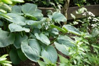 Hosta sieboldiana 11 cm Topf - Größe nach Saison