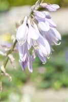 Hosta sieboldiana 11 cm Topf - Größe nach Saison