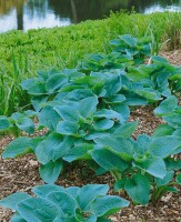 Hosta sieboldiana 11 cm Topf - Größe nach Saison