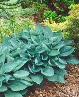 Hosta sieboldiana 11 cm Topf - Größe nach Saison