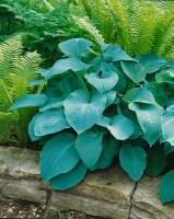 Hosta sieboldiana 11 cm Topf - Größe nach Saison