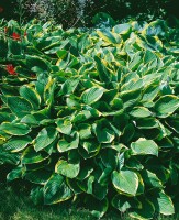 Hosta sieboldiana 11 cm Topf - Größe nach Saison