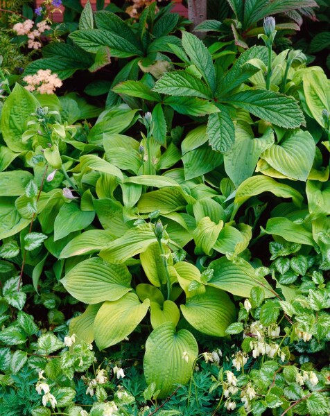 Hosta sieboldiana August Moon 11 cm Topf - Größe nach Saison