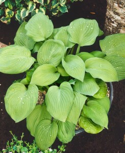 Hosta sieboldiana August Moon 11 cm Topf - Größe nach Saison