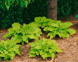 Hosta sieboldiana August Moon 11 cm Topf - Größe nach Saison