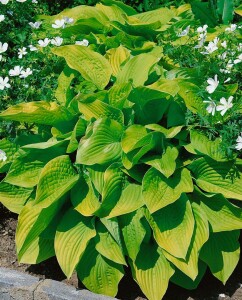 Hosta sieboldiana August Moon 11 cm Topf - Größe nach Saison