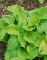 Hosta sieboldiana August Moon 11 cm Topf - Größe nach Saison