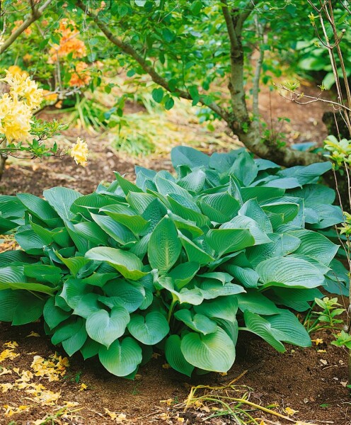 Hosta sieboldiana Big Daddy 11 cm Topf - Größe nach Saison