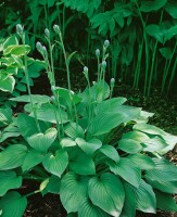 Hosta sieboldiana Big Daddy 11 cm Topf - Größe nach Saison