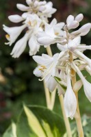 Hosta sieboldiana Great Expectations 11 cm Topf - Größe nach Saison