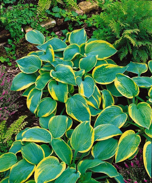 Hosta sieboldiana Samurai 11 cm Topf - Größe nach Saison