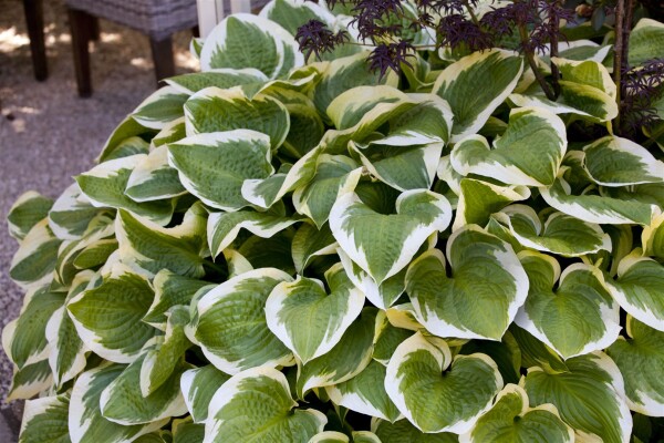 Hosta sieboldiana Wide Brim 11 cm Topf - Größe nach Saison