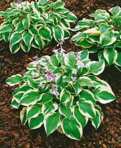 Hosta sieboldiana Wide Brim 11 cm Topf - Größe nach Saison