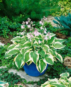 Hosta sieboldiana Wide Brim 11 cm Topf - Größe nach Saison