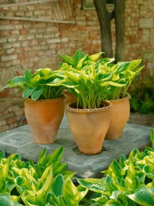 Hosta sieboldiana Wide Brim 11 cm Topf - Größe nach Saison