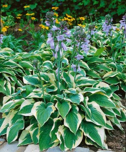 Hosta sieboldiana Wide Brim 11 cm Topf - Größe nach Saison