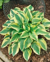 Hosta sieboldiana Wide Brim 11 cm Topf - Größe nach Saison