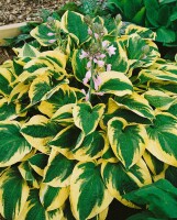 Hosta sieboldiana Wide Brim 11 cm Topf - Größe nach Saison