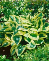 Hosta sieboldiana Wide Brim 11 cm Topf - Größe nach Saison