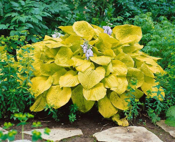 Hosta sieboldiana Zounds 11 cm Topf - Größe nach Saison