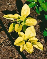 Hosta sieboldiana Zounds 11 cm Topf - Größe nach Saison