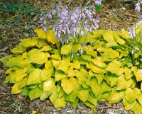 Hosta sieboldiana Zounds 11 cm Topf - Größe nach Saison