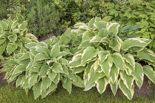 Hosta sieboldii 11 cm Topf - Größe nach Saison