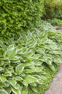 Hosta sieboldii 11 cm Topf - Größe nach Saison