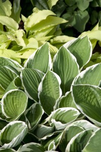 Hosta sieboldii 11 cm Topf - Größe nach Saison