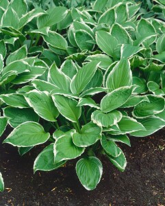 Hosta sieboldii 11 cm Topf - Größe nach Saison