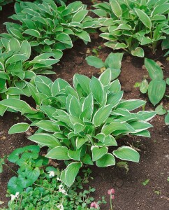 Hosta sieboldii 11 cm Topf - Größe nach Saison