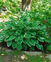 Hosta sieboldii 11 cm Topf - Größe nach Saison