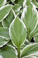 Hosta sieboldii 11 cm Topf - Größe nach Saison