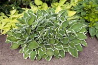 Hosta sieboldii 11 cm Topf - Größe nach Saison