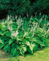 Hosta sieboldii 11 cm Topf - Größe nach Saison