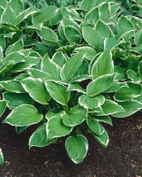 Hosta sieboldii 11 cm Topf - Größe nach Saison