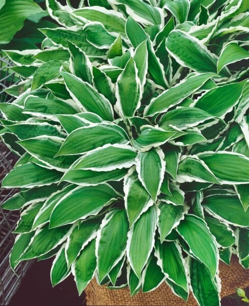 Hosta sieboldii Ginko Craig 11 cm Topf - Größe nach Saison