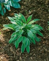 Hosta sieboldii Ginko Craig 11 cm Topf - Größe nach Saison