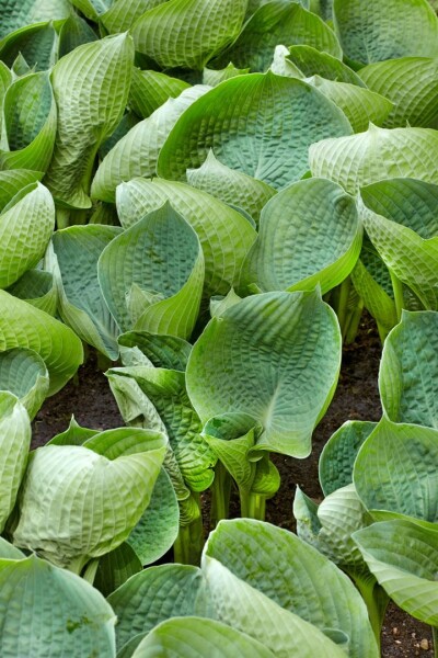 Hosta tokudama Abiqua Drinking Gourd 11 cm Topf - Größe nach Saison