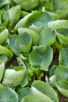 Hosta tokudama Abiqua Drinking Gourd 11 cm Topf - Größe nach Saison