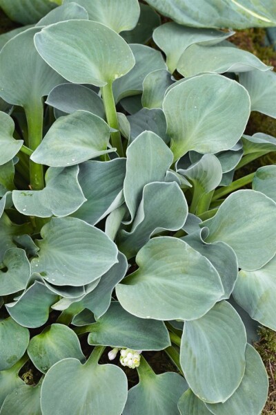 Hosta tokudama Blue Mouse Ears 11 cm Topf - Größe nach Saison