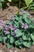 Hosta tokudama Blue Mouse Ears 11 cm Topf - Größe nach Saison