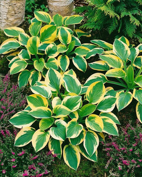 Hosta tokudama Brim Cup 11 cm Topf - Größe nach Saison