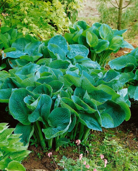 Hosta tokudama Love Pat 11 cm Topf - Größe nach Saison