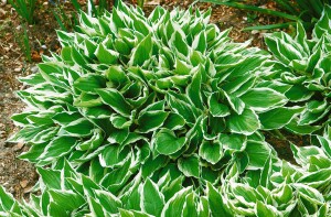 Hosta undulata Albomarginata 11 cm Topf - Größe nach Saison